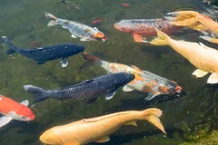 Group of koi in blue-grey, cream and orange swimming in clear water