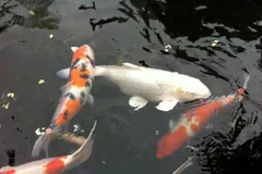 Red-and-white and white koi near the surface of a dark pond