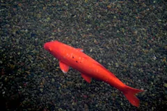 Single bright red koi swimming over a gravel pond bottom