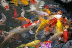 Crowd of red, white and yellow koi at the surface of a pond in Shanghai