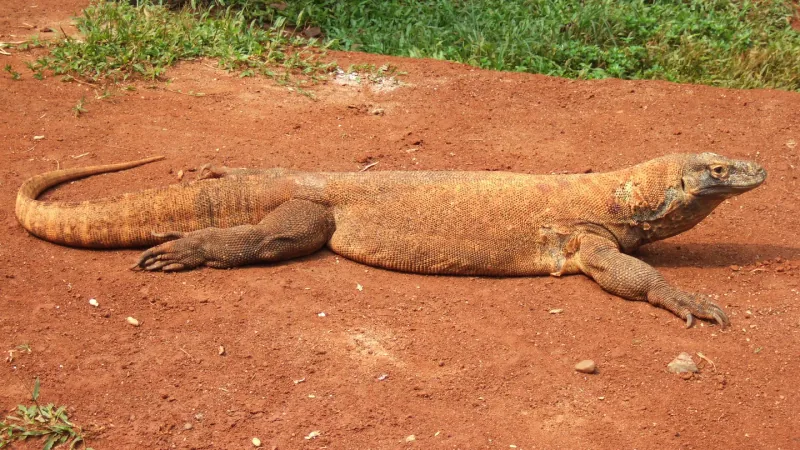 Komodo Dragon wildlife photography