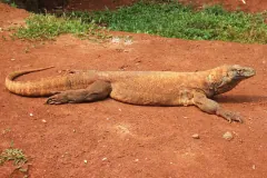 Komodo Dragon wildlife photography