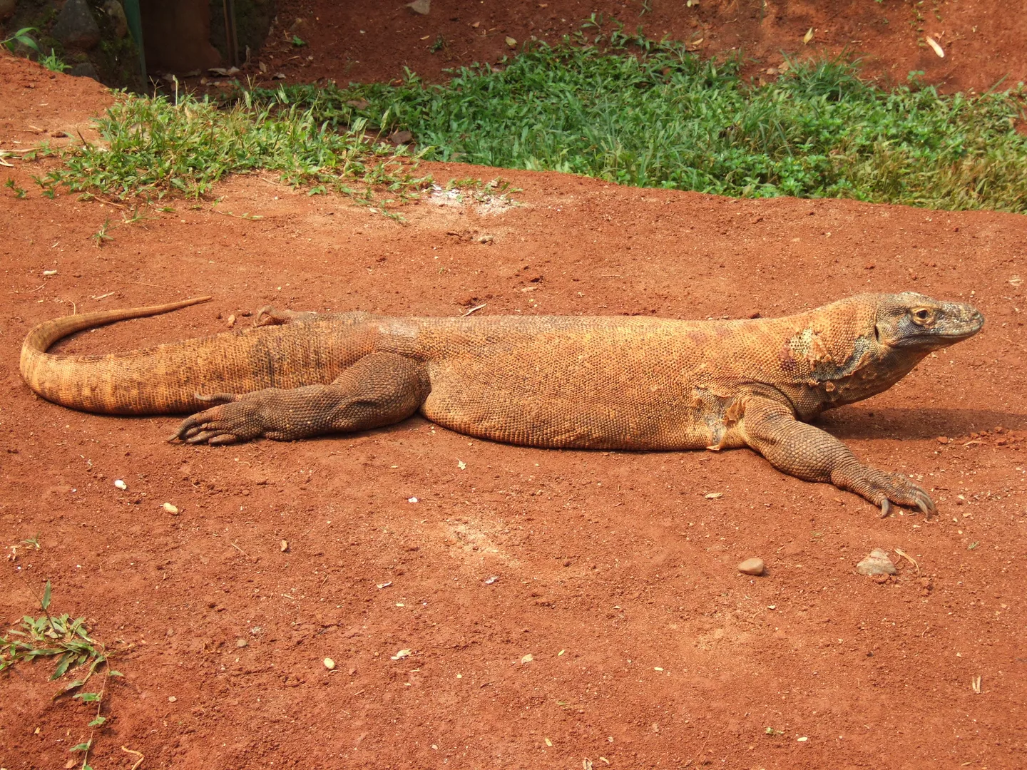Komodo Dragon wildlife photography