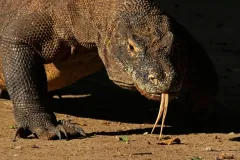 Komodo Dragon wildlife photography