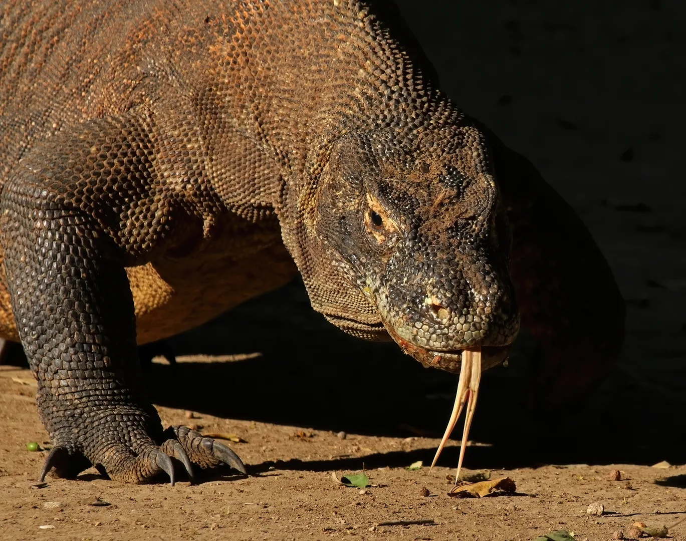 Komodo Dragon wildlife photography