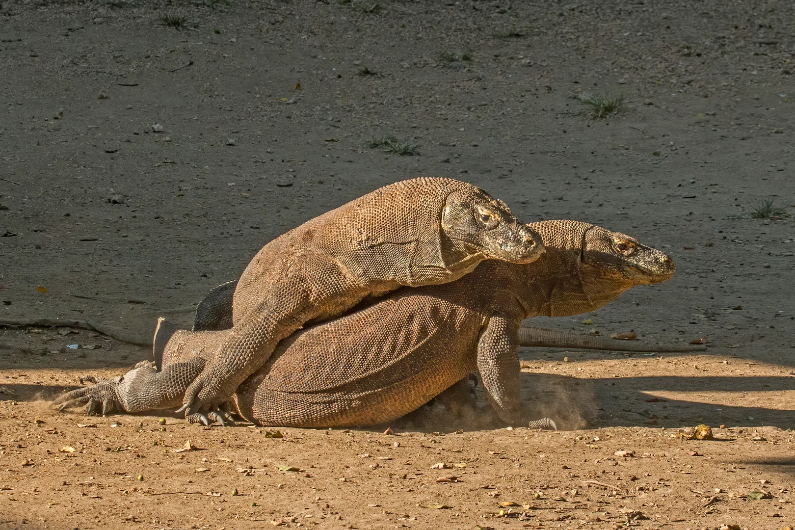 Komodo Dragon wildlife photography