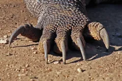 Komodo Dragon wildlife photography