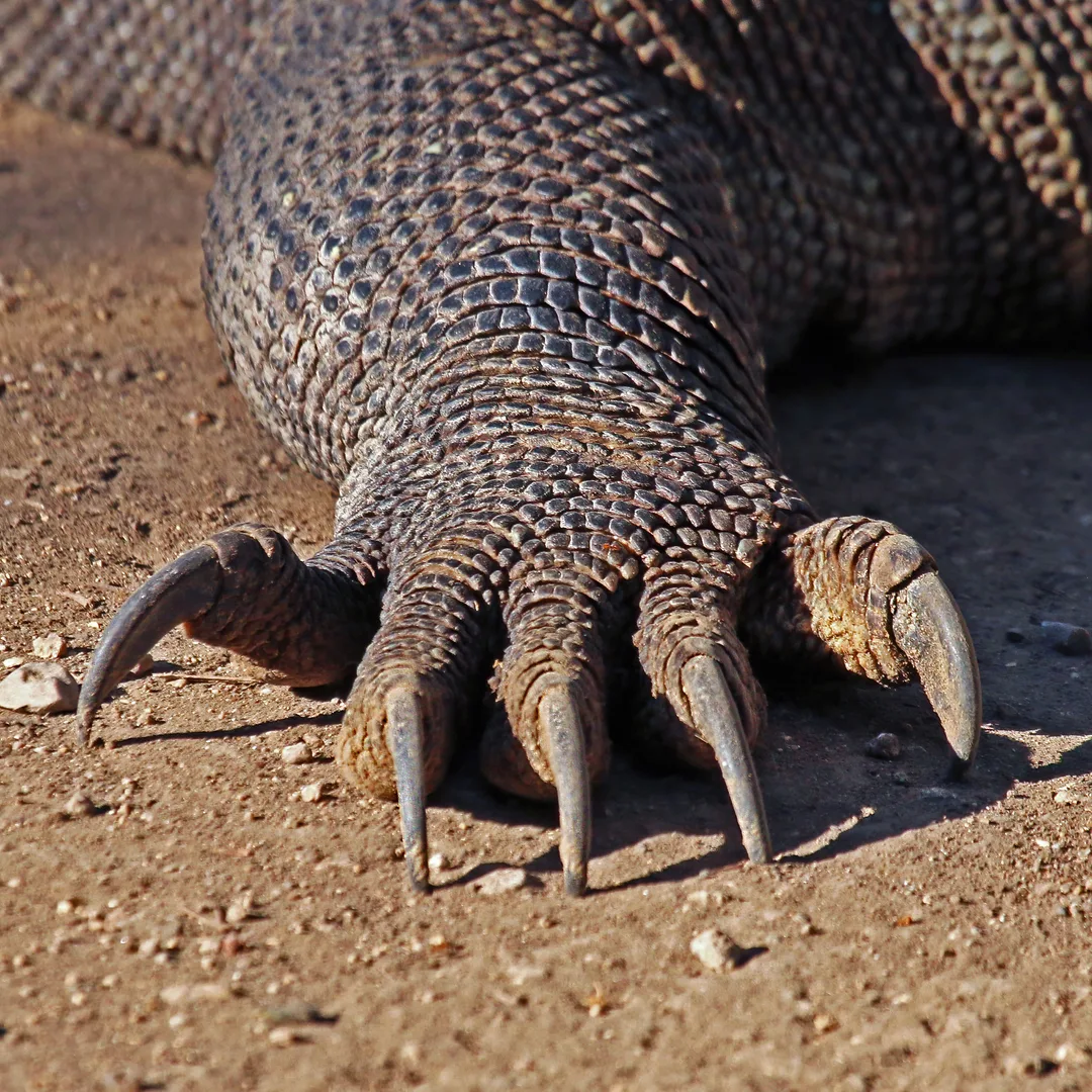 Komodo Dragon wildlife photography