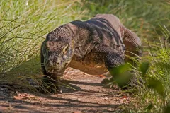 Komodo Dragon wildlife photography