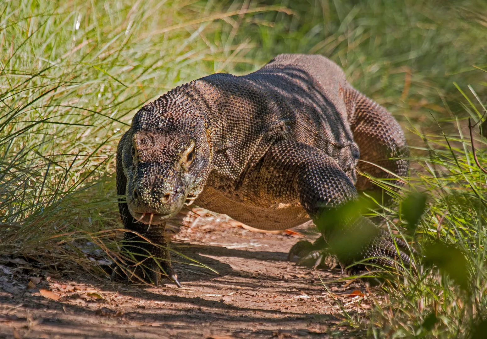 Komodo Dragon wildlife photography