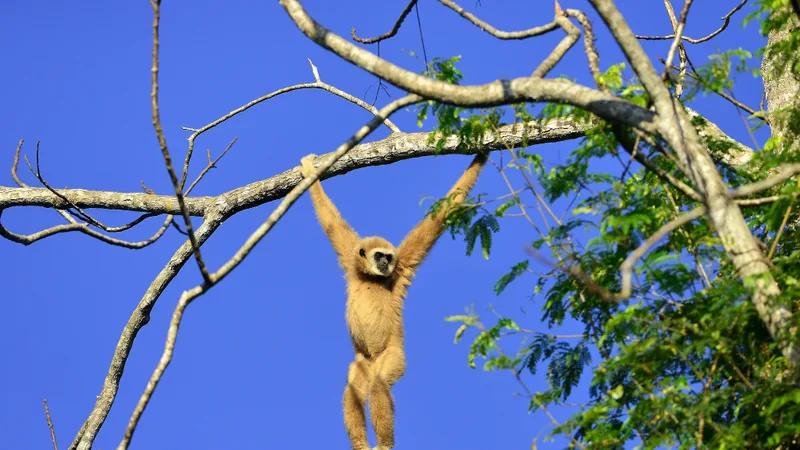 Pale lar gibbon swinging from a high branch by its long arms against blue sky