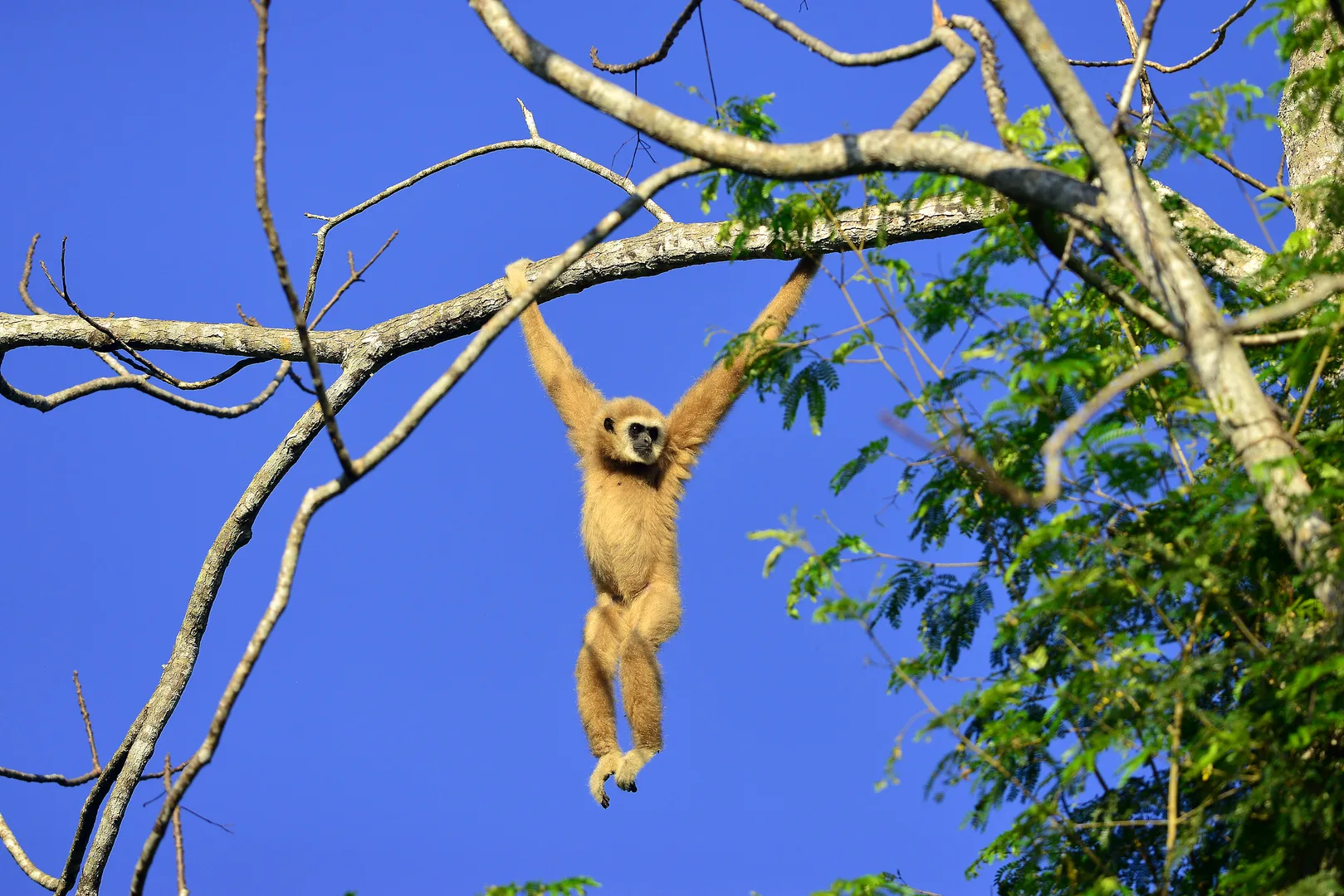 Pale lar gibbon swinging from a high branch by its long arms against blue sky