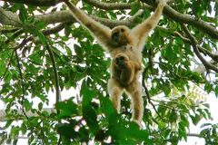 Pale female lar gibbon hanging in a tree with a small baby clinging to her belly