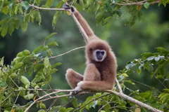 Brown lar gibbon stretching one long arm up to a branch in a leafy tree