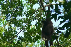 Dark male lar gibbon sitting high among green leaves