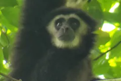 Dark lar gibbon hanging in the forest canopy, a pale ring of fur around its face