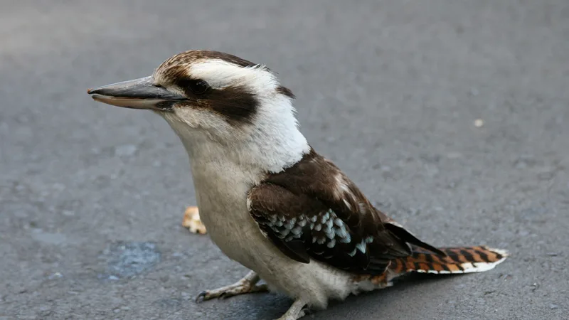 laughing kookaburra in natural habitat