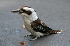 laughing kookaburra in natural habitat