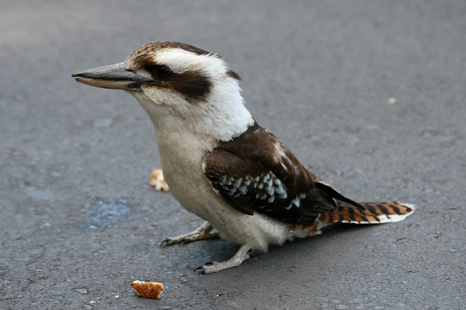 laughing kookaburra in natural habitat