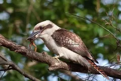 laughing kookaburra in natural habitat