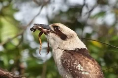 laughing kookaburra in natural habitat