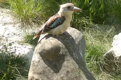 laughing kookaburra in natural habitat