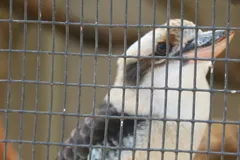 laughing kookaburra in natural habitat