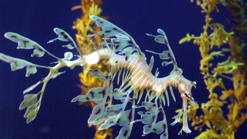 Leafy Seadragon in natural habitat