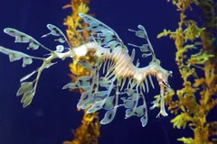 Leafy Seadragon in natural habitat