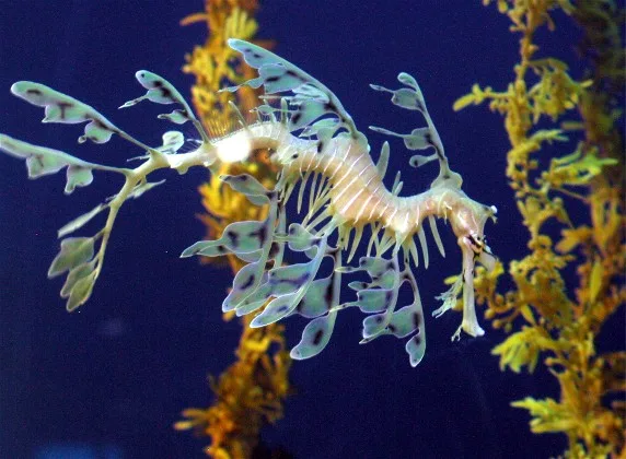 Leafy Seadragon in natural habitat