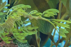 Leafy Seadragon in natural habitat