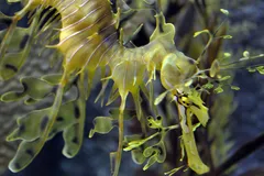 Leafy Seadragon in natural habitat