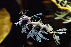 Leafy Seadragon in natural habitat