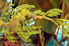 Leafy Seadragon in natural habitat