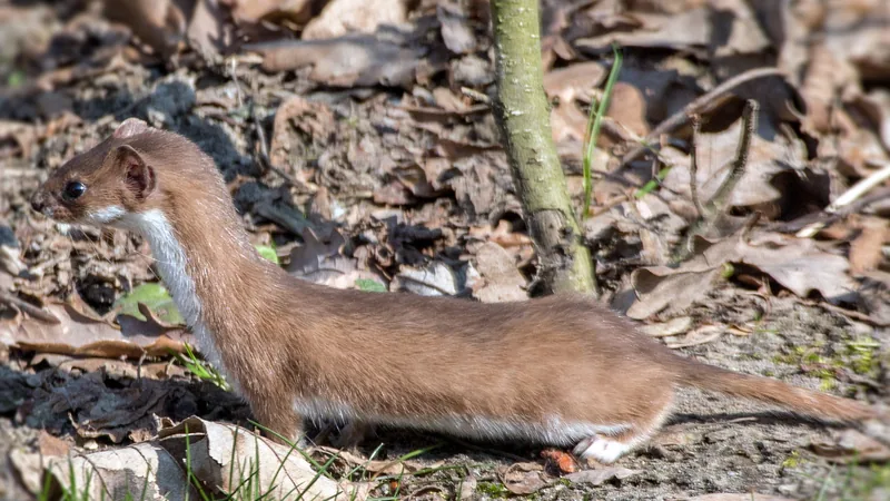 Least Weasel in this matchup