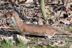 Least weasel with a long thin body and short legs stretched out on leaf litter