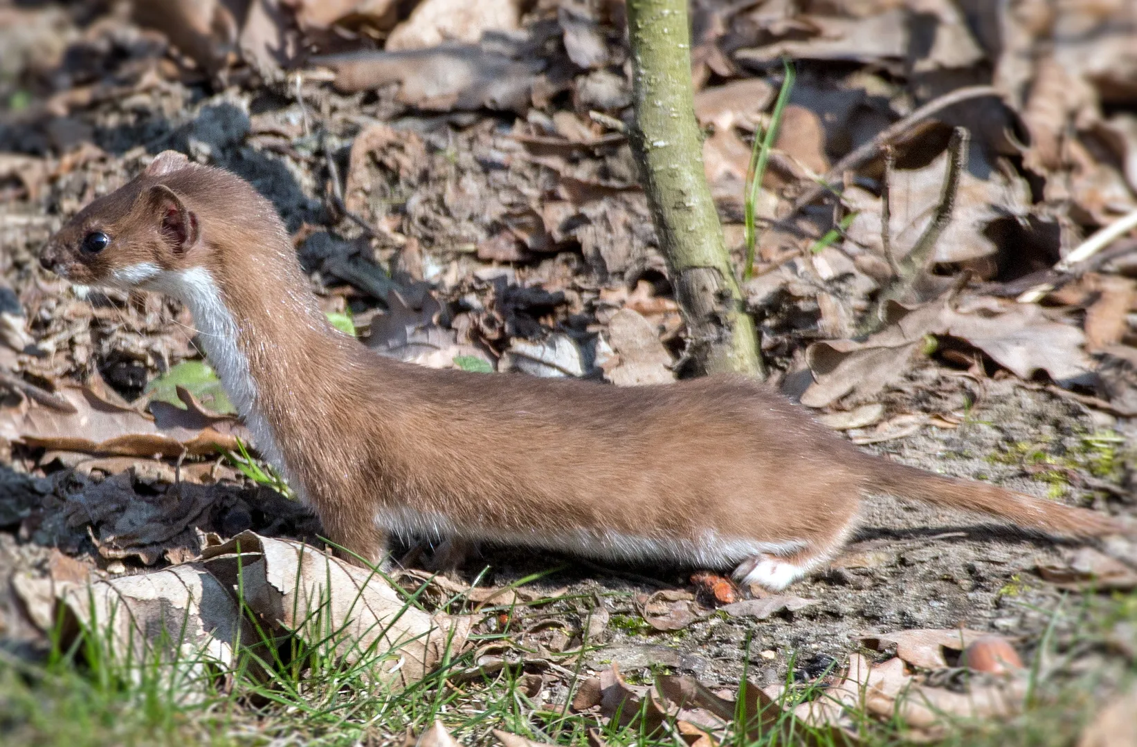 Least Weasel