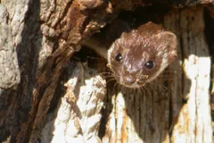 Least weasel peering out of a hollow in an old tree stump