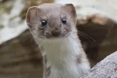 Least weasel with a white throat looking up from a gap in a wood pile