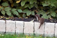 Small brown least weasel climbing onto a low stone garden edging under leaves