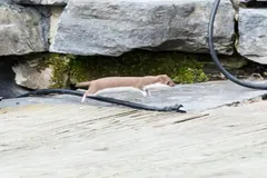 Least weasel running low across flat stones beside a rock wall