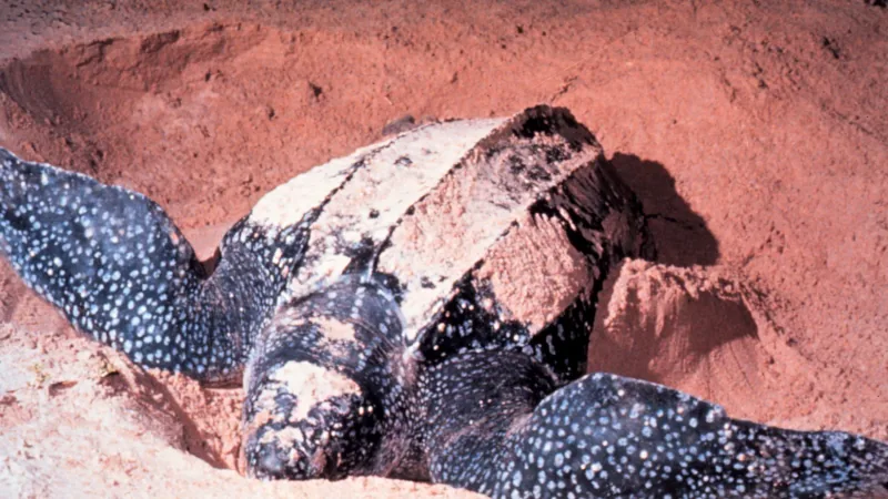 Adult Dermochelys coriacea, Leatherback Sea Turtle. In Las Baulas National Marine Park, Costa Rica.