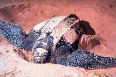 Leatherback Sea Turtle