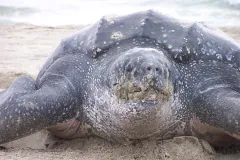 Close up of dermochelys coriacea leatherback turtle