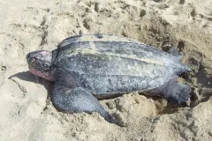 Leatherback sea turtle on churned sand, its ridged back and pink-blotched head in view