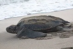 Leatherback sea turtle resting on pale sand at the edge of the surf
