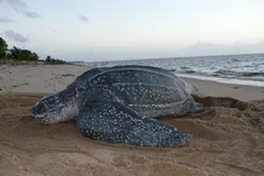 Leatherback sea turtle on a sandy beach at dusk with the sea behind