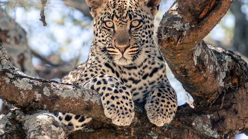 Leopard resting on a thick tree branch, front paws hanging over the edge