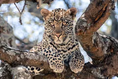 Leopard resting on a thick tree branch, front paws hanging over the edge
