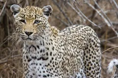 Close-up of a leopard's face and rosette-spotted coat